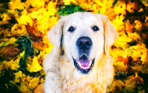 Pet animals young