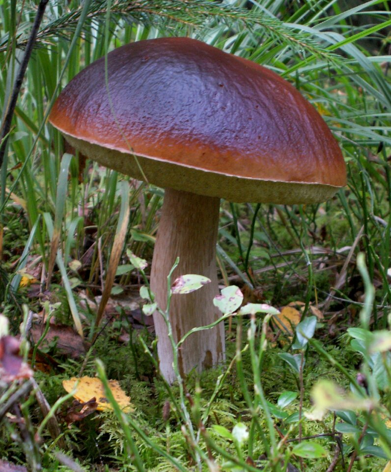 Boletus nature autumn