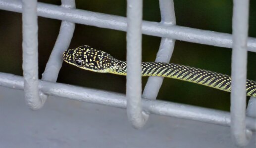 Nature wildlife reptile