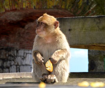 Barbary ape monkey rock gibraltar photo