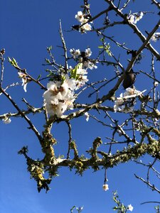Sky almonds almond blossom photo