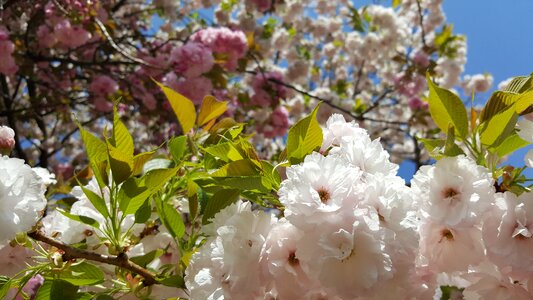 Japanese cherry cherry branches beauty photo