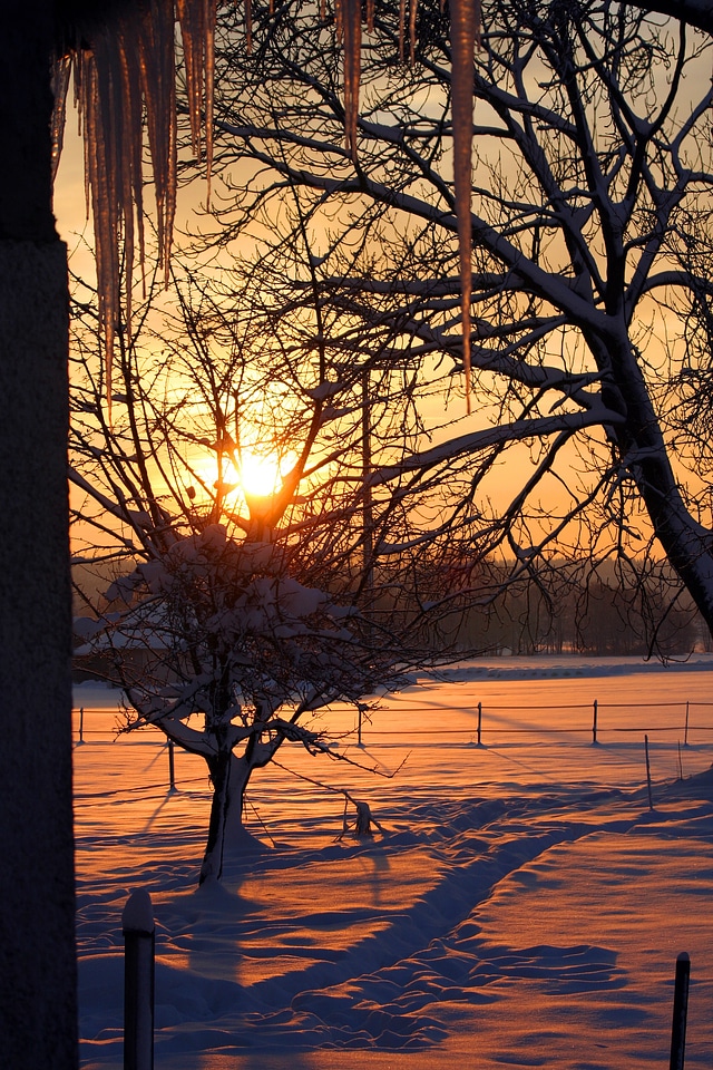 Winter trees sun