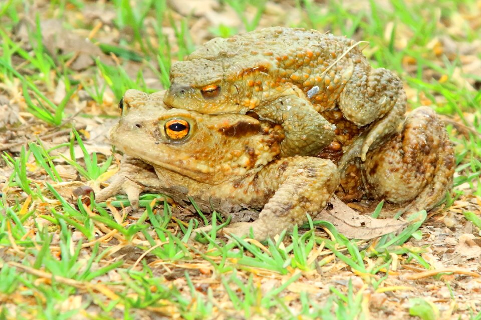 At the lake nature animal