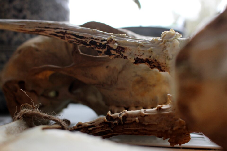 Close up bone skeleton