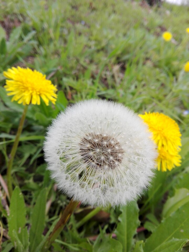 Dandelion summer grass