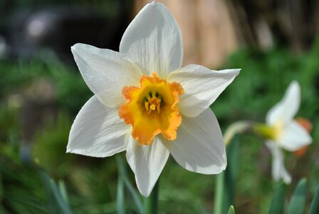 Plant white daffodil blossom photo