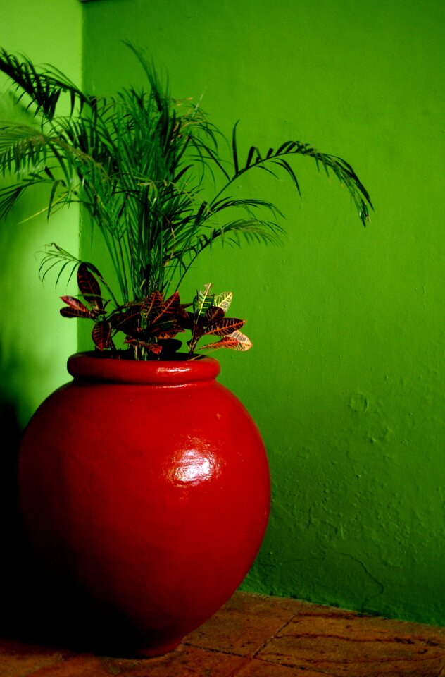 Flora pot tropical