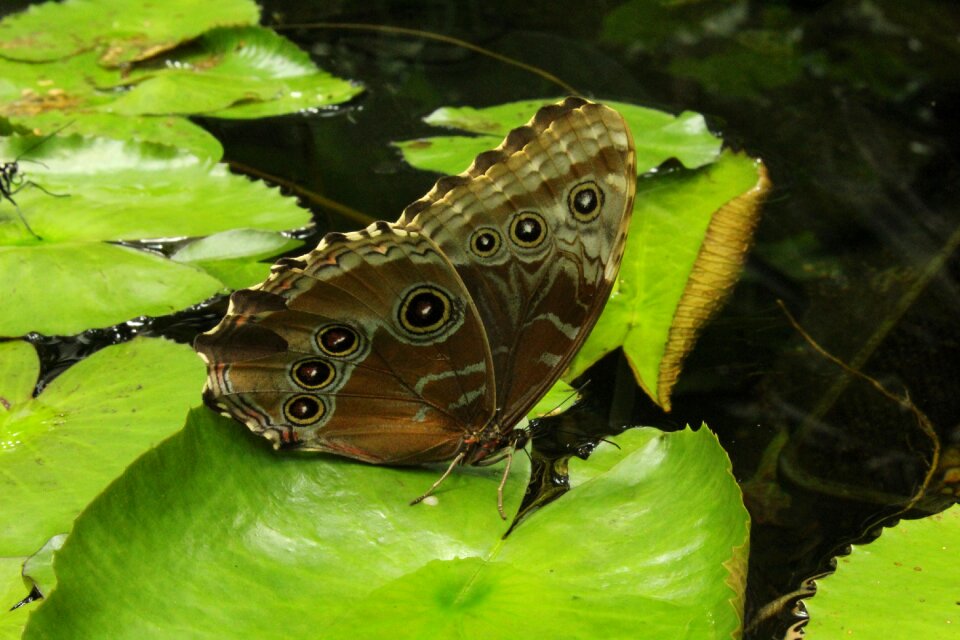 Flora leaf butterfly
