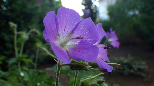 Summer garden blooming photo