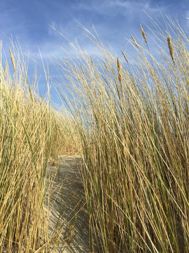 Field straw summer