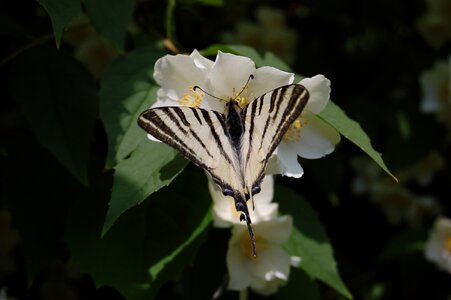 Flower plant leaf