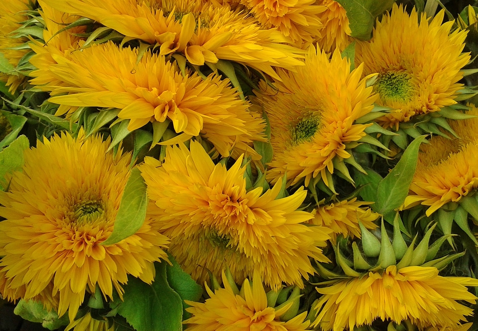 Blossom bloom nature
