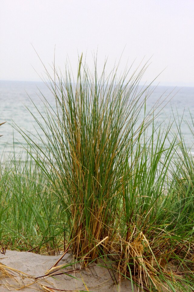 Plant reed baltic sea