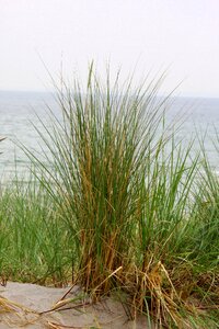 Plant reed baltic sea photo