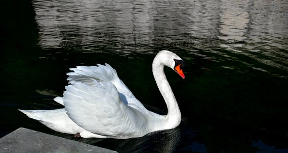 Body of water bird nature
