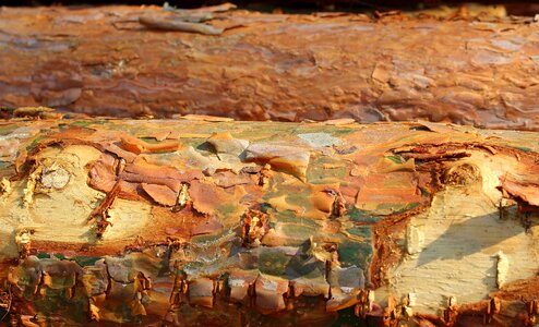 The bark texture surface photo