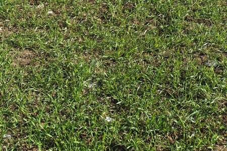 Background grass pattern texture photo