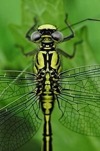 Water predatory insect yellow