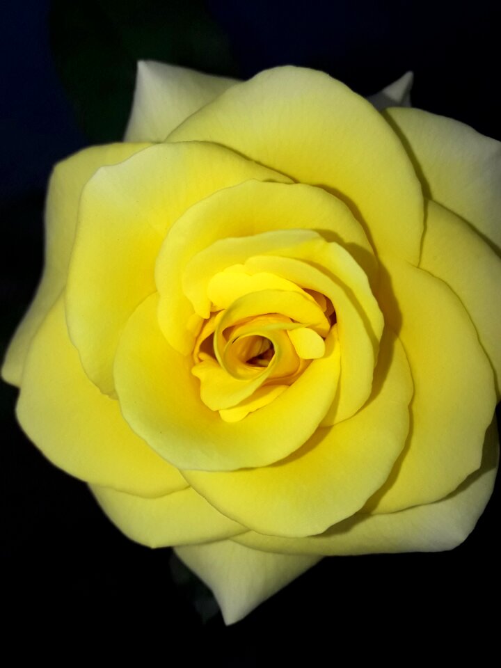 Blooming floral