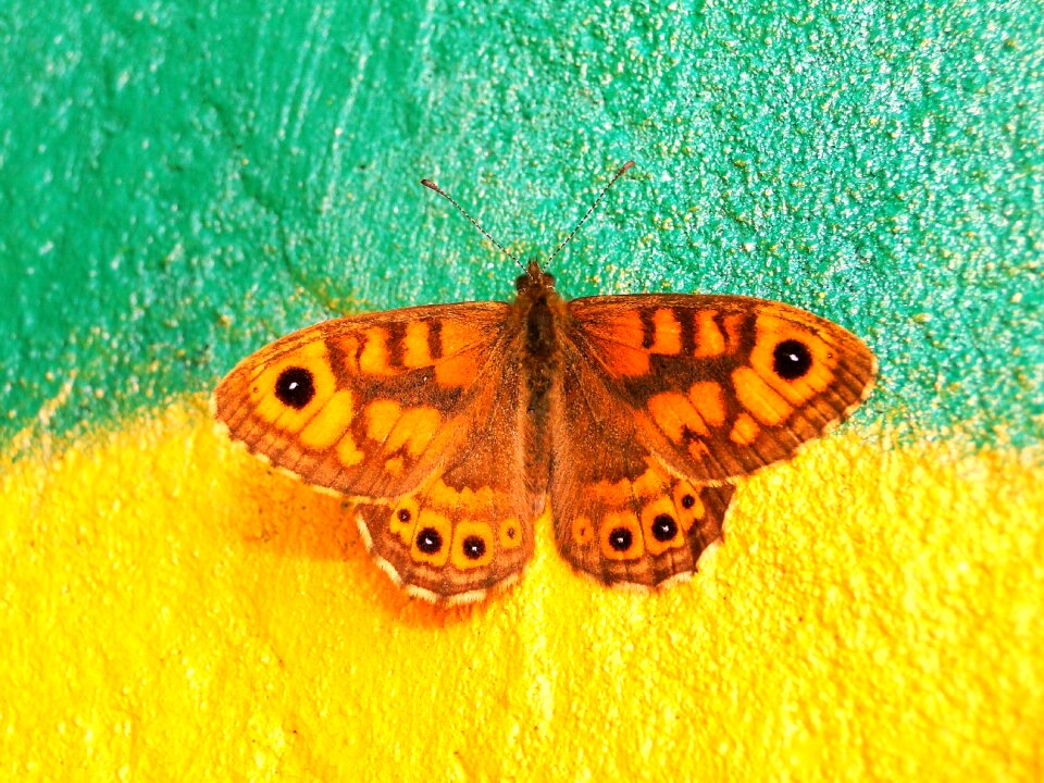 Animals color beautiful