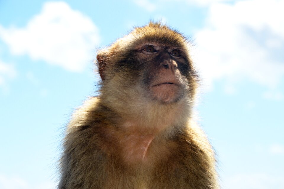 Barbary ape monkey rock gibraltar
