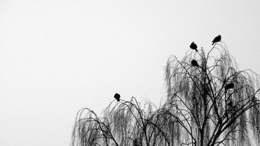 Silhouette tree death