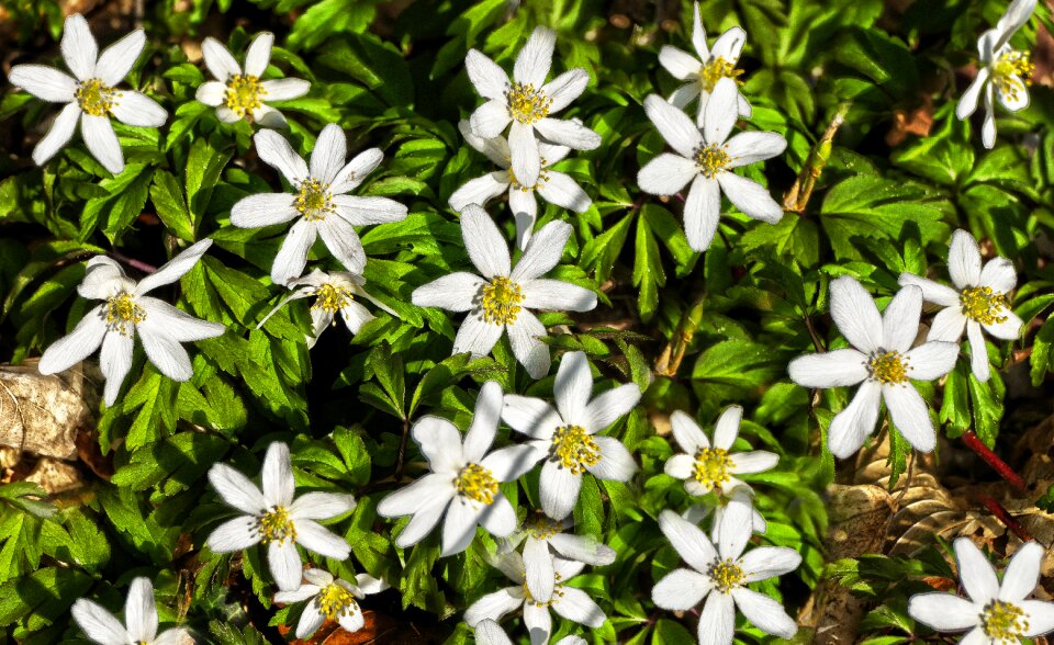 Wood anemone anemone nemorosa anemone ranunculaceae