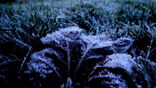Frozen winter