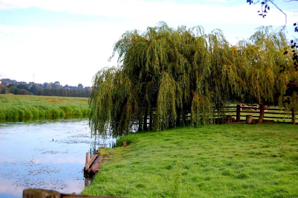 Tree landscape altentreptow