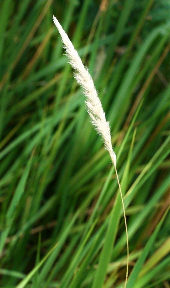 Nature growth leaf