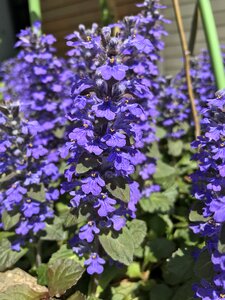 Garden natural outdoors