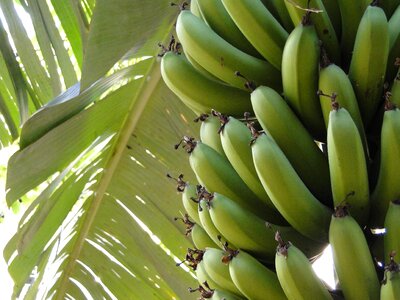 Plant fruit tropical
