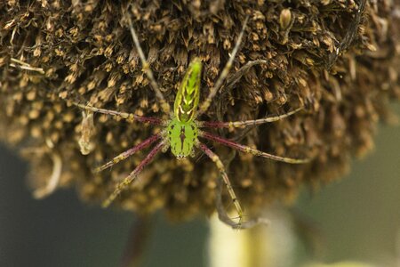 Insect spider macro photo