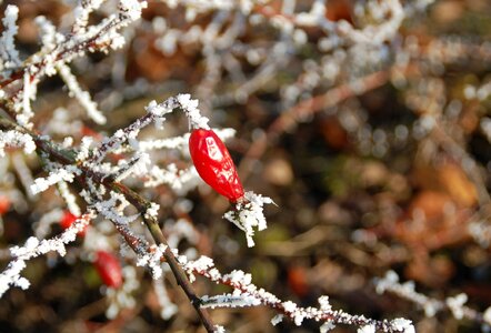 Frost red berry photo