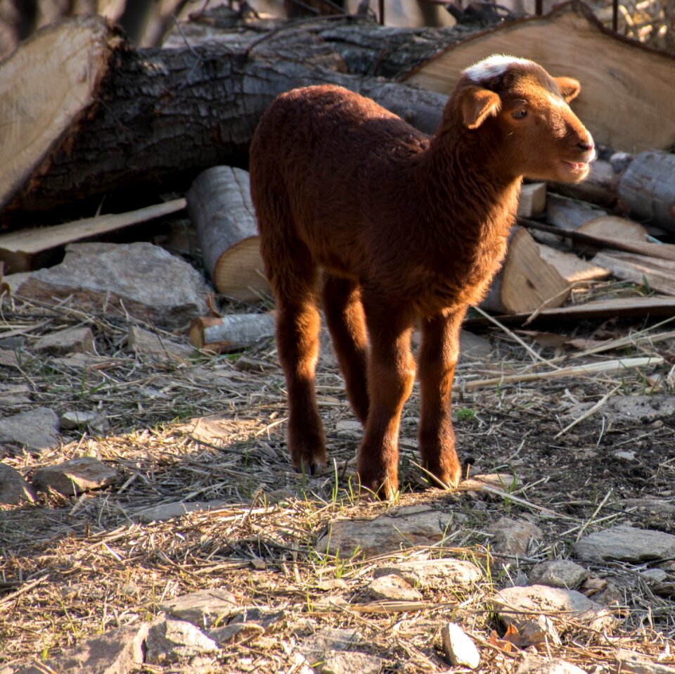 Agro-industry wool nature