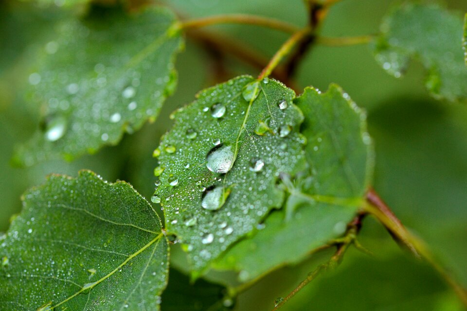 Environment growth rain