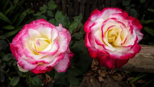 Flora nature