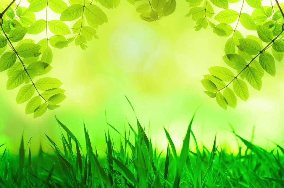 Grass tree leaf