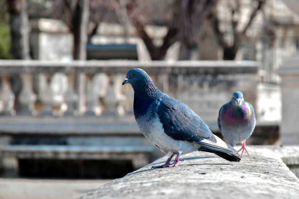 Pigeon nature outdoor