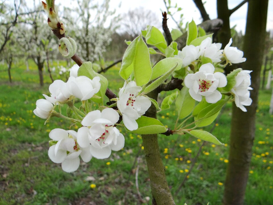 Nature plant spring
