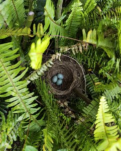 Frond garden birds nest photo