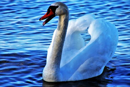 Birds water no one photo