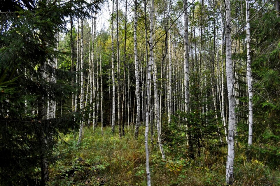 At the court of leaf birch
