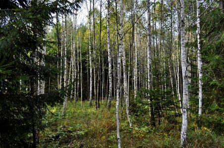 At the court of leaf birch