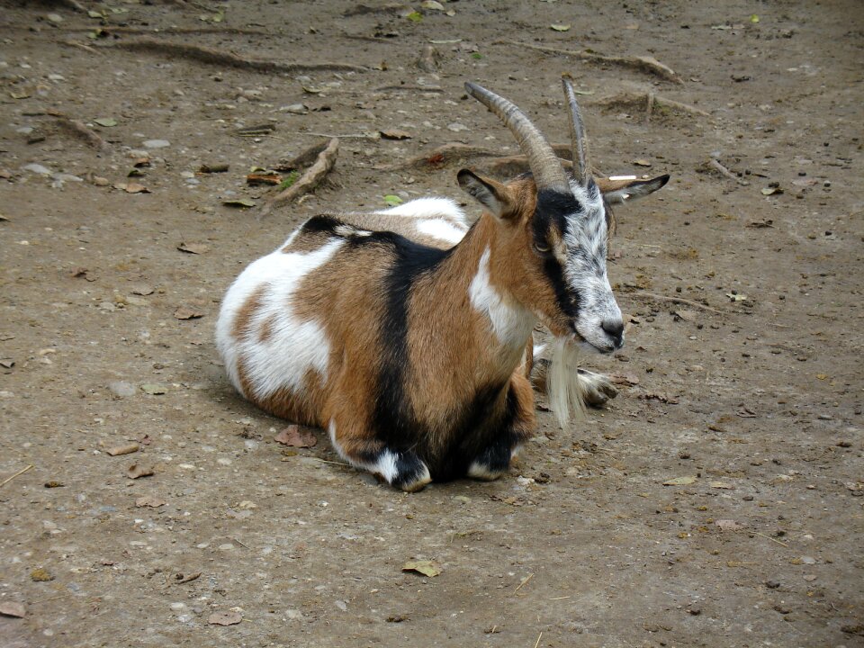 Animal animal world goat