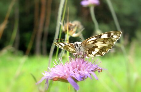 Flower plant animals