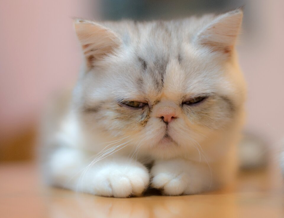 Cute kitten animal