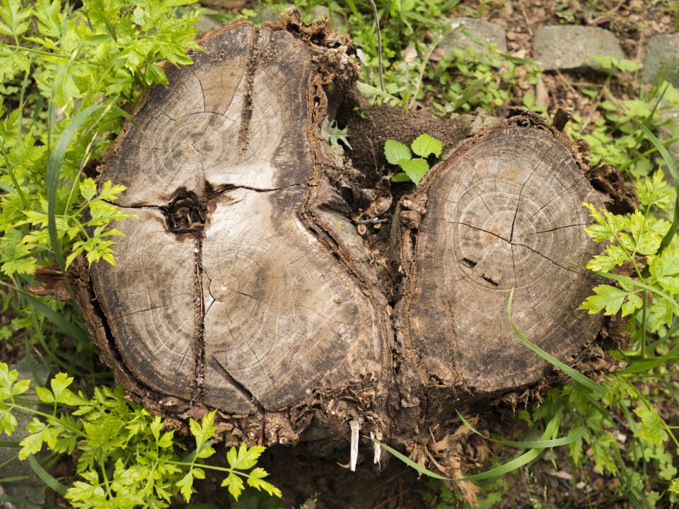 Wood outdoors wildlife