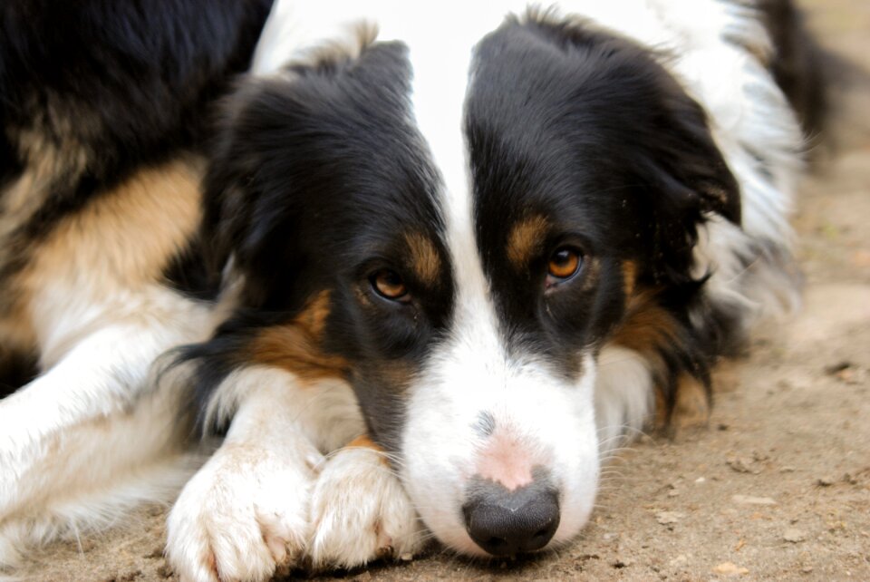 Mammal cute collie